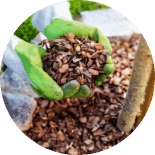 NeuroPrime-Pine Bark Extract