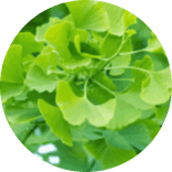 NeuroPrime-Ginkgo Biloba
